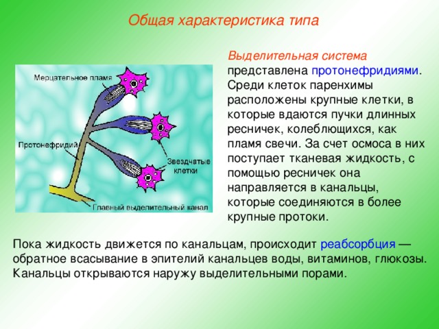 Общая характеристика типа Выделительная  система представлена протонефридиями . Среди клеток паренхимы расположены крупные клетки, в которые вдаются пучки длинных ресничек, колеблющихся, как пламя свечи. За счет осмоса в них поступает тканевая жидкость, с помощью ресничек она  направляется в канальцы, которые соединяются в более крупные протоки. Пока жидкость движется по канальцам, происходит реабсорбция — обратное всасывание в эпителий канальцев воды, витаминов, глюкозы. Канальцы открываются наружу выделительными порами.  