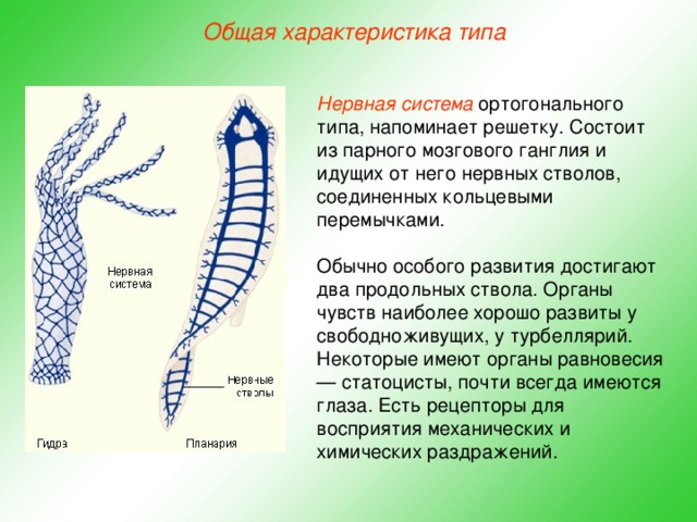 Общая характеристика типа Нервная  система ортогонального типа, напоминает решетку. Состоит из парного мозгового ганглия и идущих от него нервных стволов, соединенных кольцевыми перемычками. Обычно особого развития достигают два продольных ствола. Органы чувств наиболее хорошо развиты у свободноживущих, у турбеллярий. Некоторые имеют органы равновесия — статоцисты, почти всегда имеются глаза. Есть рецепторы для восприятия механических и химических раздражений.  