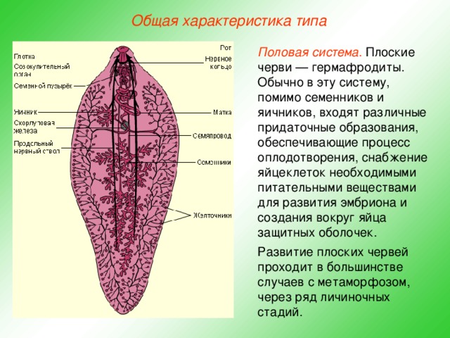 Общая характеристика типа Половая система .  Плоские черви — гермафродиты. Обычно в эту систему, помимо семенников и яичников, входят различные придаточные образования, обеспечивающие процесс оплодотворения, снабжение яйцеклеток необходимыми питательными веществами для развития эмбриона и создания вокруг яйца защитных оболочек. Развитие плоских червей проходит в большинстве случаев с метаморфозом, через ряд личиночных стадий.  