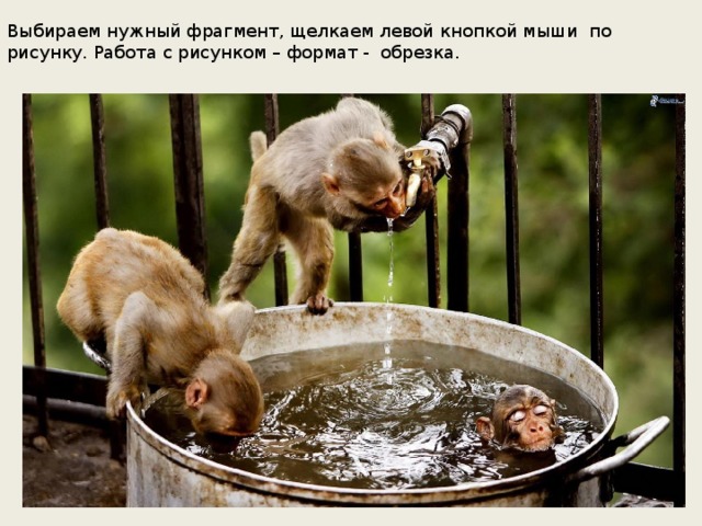 Выбираем нужный фрагмент, щелкаем левой кнопкой мыши по рисунку. Работа с рисунком – формат - обрезка.