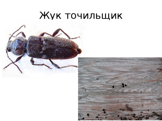 Жук точильщик 