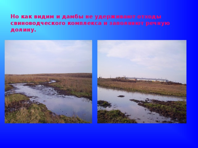 Но как видим и дамбы не удерживают отходы свиноводческого комплекса и заполняют речную долину.