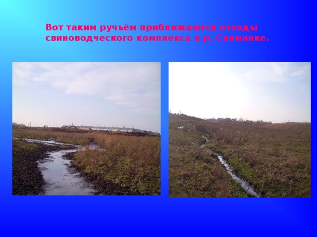 Вот таким ручьём приближаются отходы свиноводческого комплекса к р. Салманке.