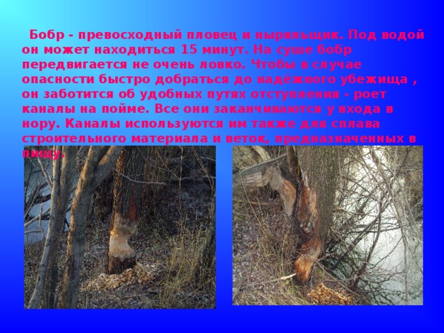 Бобр - превосходный пловец и ныряльщик. Под водой он может находиться 15 минут. На суше бобр передвигается не очень ловко. Чтобы в случае опасности быстро добраться до надёжного убежища , он заботится об удобных путях отступления - роет каналы на пойме. Все они заканчиваются у входа в нору. Каналы используются им также для сплава строительного материала и веток, предназначенных в пищу.