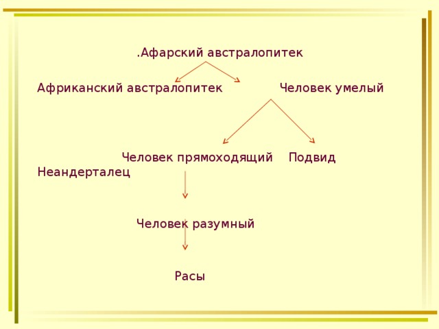 . Афарский австралопитек Африканский австралопитек Человек умелый  Человек прямоходящий Подвид Неандерталец  Человек разумный  Расы 