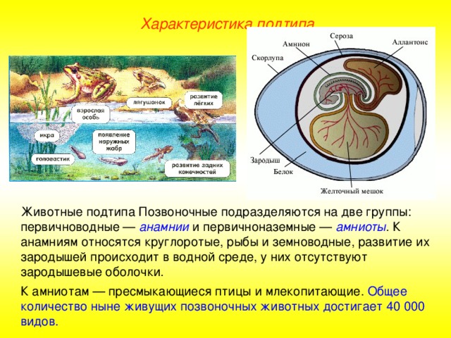Первичноводные и вторичноводные животные