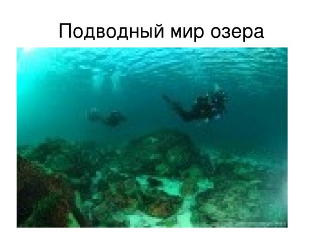 Подводный мир озера 