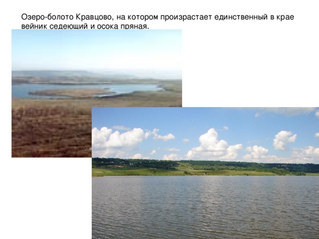 Озеро-болото Кравцово, на котором произрастает единственный в крае вейник седеющий и осока пряная. 