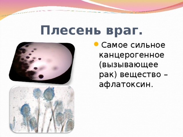 Плесень враг. Самое сильное канцерогенное (вызывающее рак) вещество – афлатоксин. 