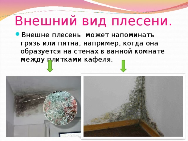 Внешний вид плесени. Внешне плесень может напоминать грязь или пятна, например, когда она образуется на стенах в ванной комнате между плитками кафеля. 