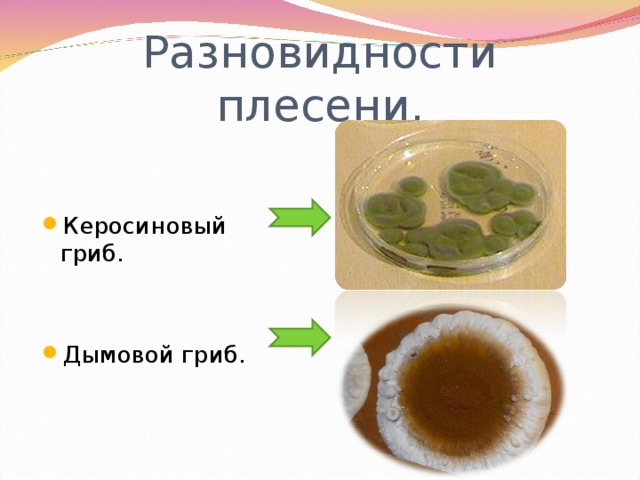 Разновидности плесени. Керосиновый гриб.  Дымовой гриб. 