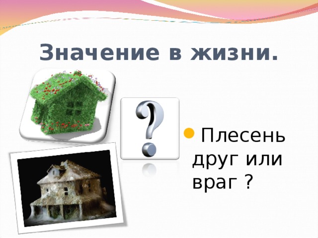 Значение в жизни. Плесень друг или враг ? 