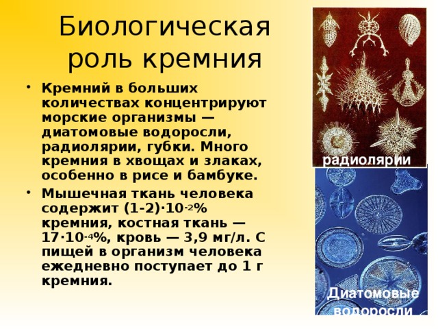 Биологическая роль кремния Кремний в больших количествах концентрируют морские организмы —диатомовые водоросли, радиолярии, губки. Много кремния в хвощах и злаках, особенно в рисе и бамбуке. Мышечная ткань человека содержит (1-2)·10 -2 % кремния, костная ткань — 17·10 -4 %, кровь — 3,9 мг/л. С пищей в организм человека ежедневно поступает до 1 г кремния.  радиолярии Диатомовые водоросли  