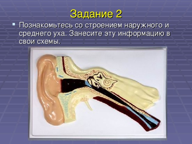Задание 2 Познакомьтесь со строением наружного и среднего уха. Занесите эту информацию в свои схемы. 
