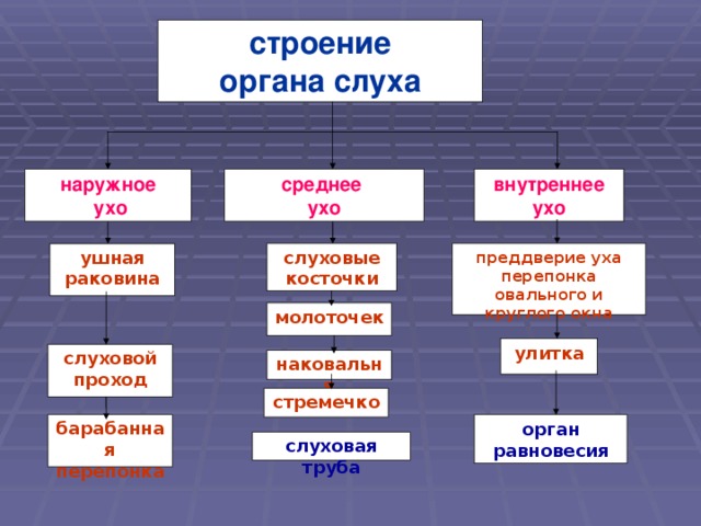 строение органа слуха наружное  ухо среднее ухо внутреннее ухо преддверие уха перепонка овального и круглого окна слуховые косточки ушная раковина молоточек улитка слуховой проход наковальня стремечко орган равновесия барабанная перепонка слуховая труба 