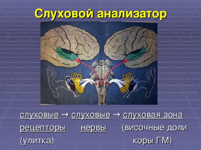 Слуховой анализатор  слуховые → слуховые → слуховая зона  рецепторы  нервы (височные доли  (улитка)     коры ГМ) 