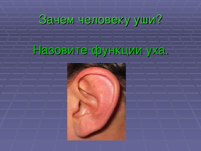Зачем человеку уши? Назовите функции уха. 