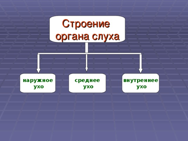 Строение органа слуха наружное  ухо среднее  ухо внутреннее  ухо 