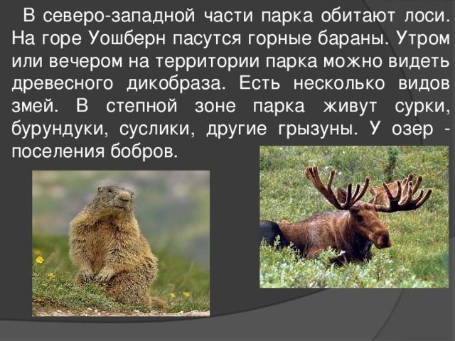  В северо-западной части парка обитают лоси. На горе Уошберн пасутся горные бараны. Утром или вечером на территории парка можно видеть древесного дикобраза. Есть несколько видов змей. В степной зоне парка живут сурки, бурундуки, суслики, другие грызуны. У озер - поселения бобров. 