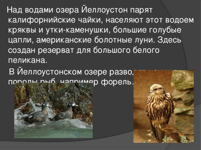  Над водами озера Йеллоустон парят калифорнийские чайки, населяют этот водоем кряквы и утки-каменушки, большие голубые цапли, американские болотные луни. Здесь создан резерват для большого белого пеликана.  В Йеллоустонском озере разводят ценные породы рыб, например форель. 