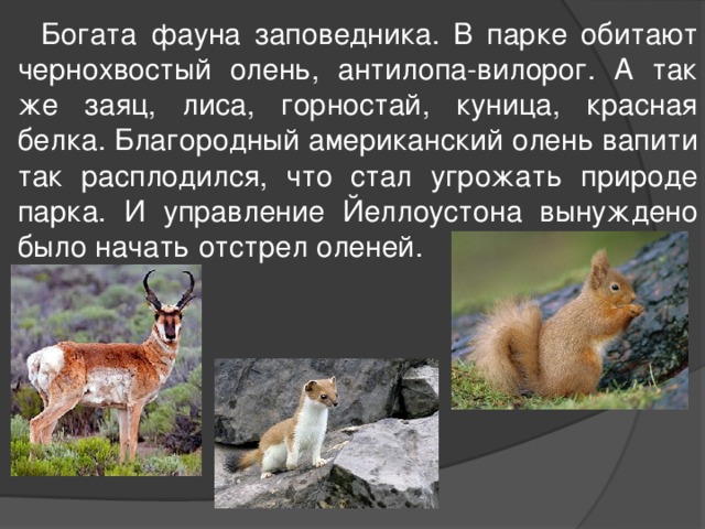  Богата фауна заповедника. В парке обитают чернохвостый олень, антилопа-вилорог. А так же заяц, лиса, горностай, куница, красная белка. Благородный американский олень вапити так расплодился, что стал угрожать природе парка. И управление Йеллоустона вынуждено было начать отстрел оленей. 