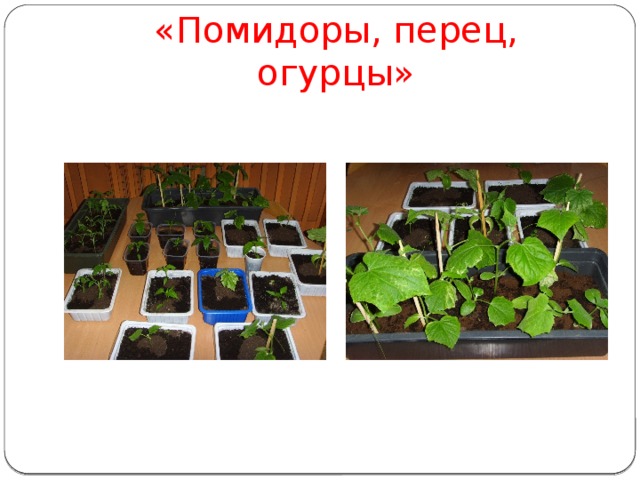 «Помидоры, перец, огурцы» 
