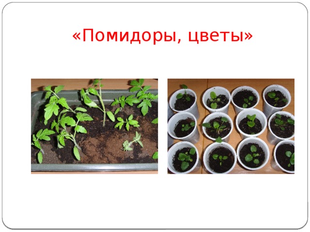 «Помидоры, цветы» 