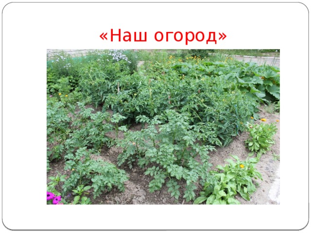 «Наш огород» 