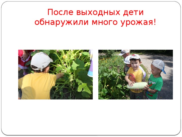 После выходных дети обнаружили много урожая! 