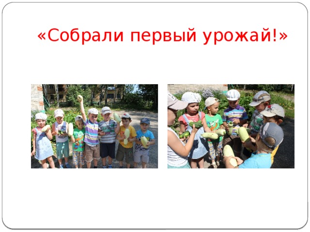 «Собрали первый урожай!» 