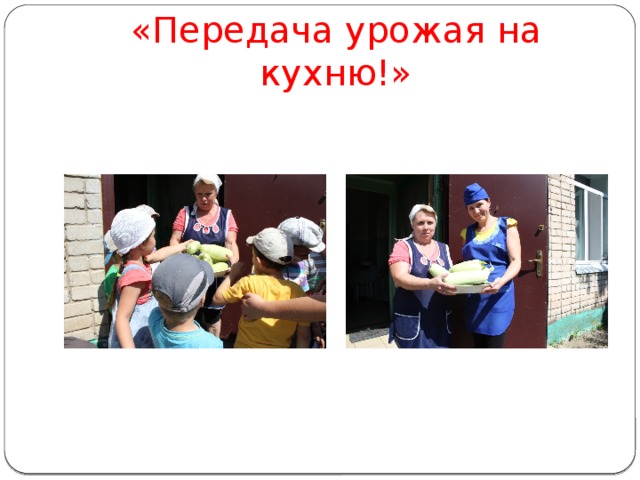 «Передача урожая на кухню!» 