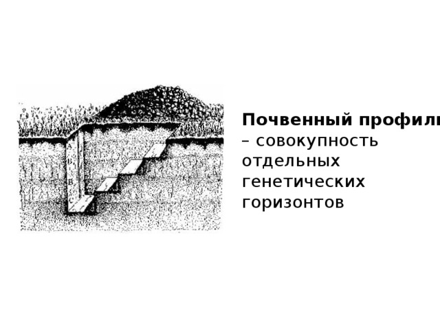 Почвенный профиль – совокупность отдельных генетических горизонтов 