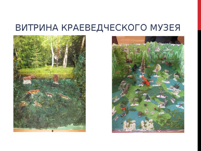  ВИТРИНА КРАЕВЕДЧЕСКОГО МУЗЕЯ 