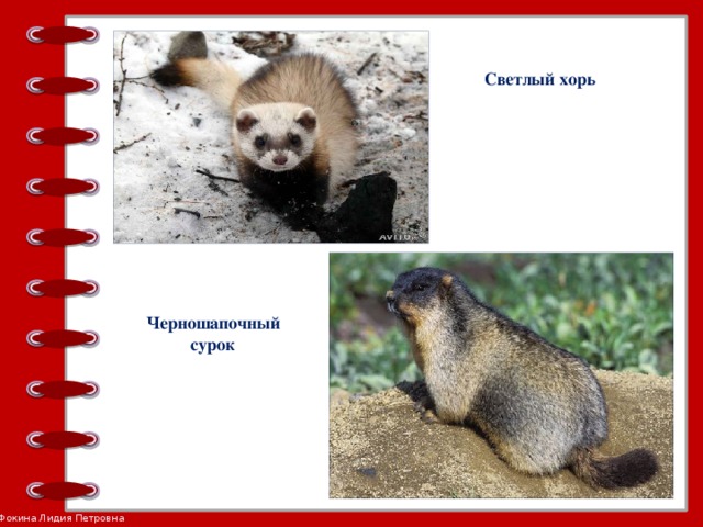Светлый хорь Черношапочный сурок
