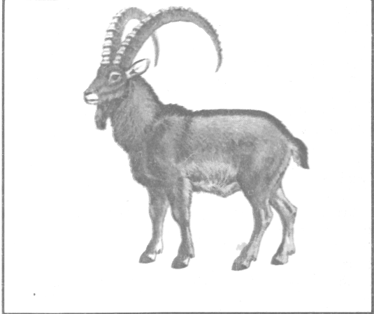 Сибирский горный козел рисунок