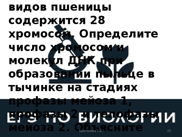 В клетках одного из видов пшеницы содержится 28 хромосом. Определите число хромосом и молекул ДНК при образовании пыльце в тычинке на стадиях профазы мейоза 1, профазы 2 и телофазы мейоза 2. Объясните полученные результаты. Братякова С.Б.