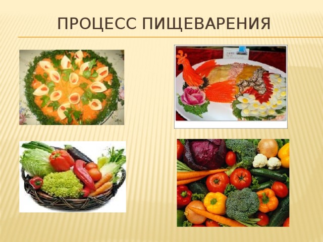 Процесс пищеварения 