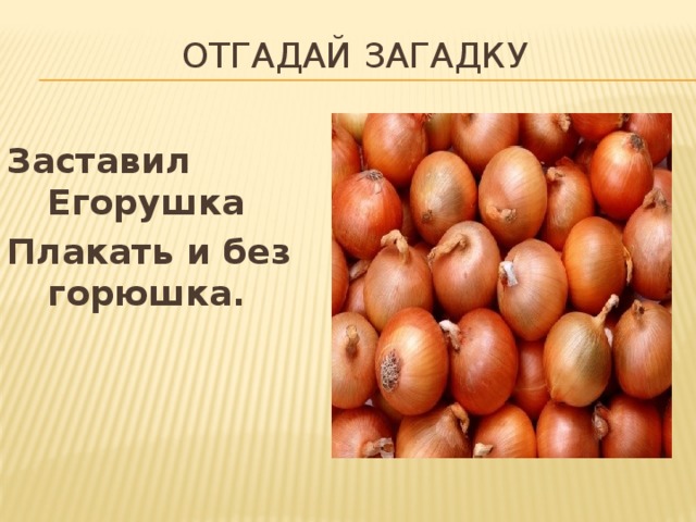 ОТГАДАЙ ЗАГАДКУ Заставил Егорушка Плакать и без горюшка. 
