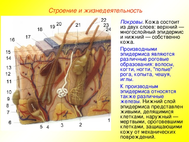 Строение и жизнедеятельность Покровы . Кожа состоит из двух слоев: верхний — многослойный эпидермис и нижний — собственно кожа. Производными эпидермиса являются различные роговые образования: волосы, когти, ногти, 