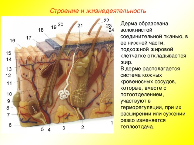 Подкожный жир рисунок