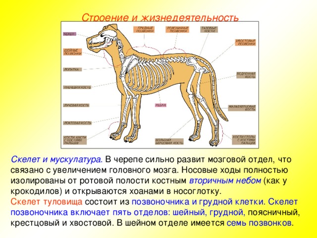 Строение и жизнедеятельность Скелет и мускулатура . В черепе сильно развит мозговой отдел, что связано с увеличением головного мозга. Носовые ходы полностью изолированы от ротовой полости костным вторичным  небом (как у крокодилов) и открываются хоанами в носоглотку. Скелет туловища состоит из позвоночника и грудной клетки. Скелет позвоночника включает пять отделов: шейный, грудной, поясничный, крестцовый и хвостовой. В шейном отделе имеется семь позвонков .