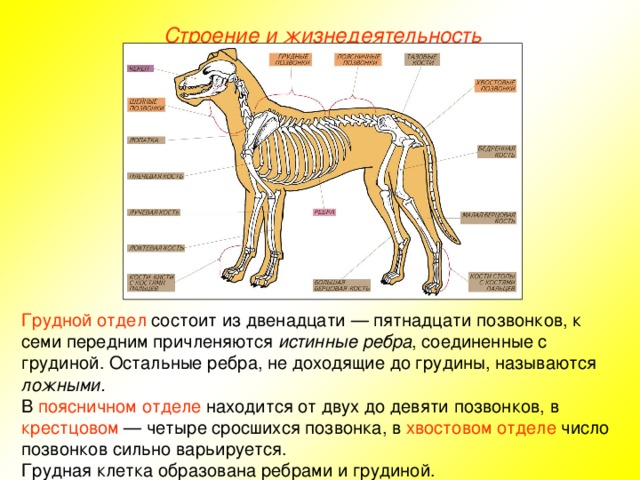 Строение и жизнедеятельность Грудной отдел состоит из двенадцати — пятнадцати позвонков, к семи передним причленяются истинные ребра , соединенные с грудиной. Остальные ребра, не доходящие до грудины, называются ложными. В поясничном отделе находится от двух до девяти позвонков, в крестцовом — четыре сросшихся позвонка, в хвостовом отделе число позвонков сильно варьируется. Грудная клетка образована ребрами и грудиной.