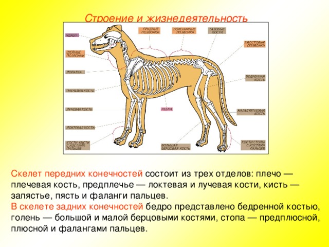 Строение и жизнедеятельность Скелет передних конечностей состоит из трех отделов: плечо — плечевая кость, предплечье — локтевая и лучевая кости, кисть — запястье, пясть и фаланги пальцев. В скелете задних конечностей бедро представлено бедренной костью, голень — большой и малой берцовыми костями, стопа — предплюсной, плюсной и фалангами пальцев.