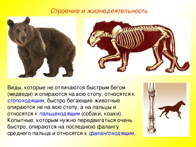 Строение и жизнедеятельность Виды, которые не отличаются быстрым бегом (медведи) и опираются на всю стопу, относятся к стопоходящим , быстро бегающие животные опираются не на всю стопу, а на пальцы и относятся к пальцеходящим (собаки, кошки). Копытные, которым нужно передвигаться очень быстро, опираются на последнюю фалангу среднего пальца и относятся к фалангоходящим .