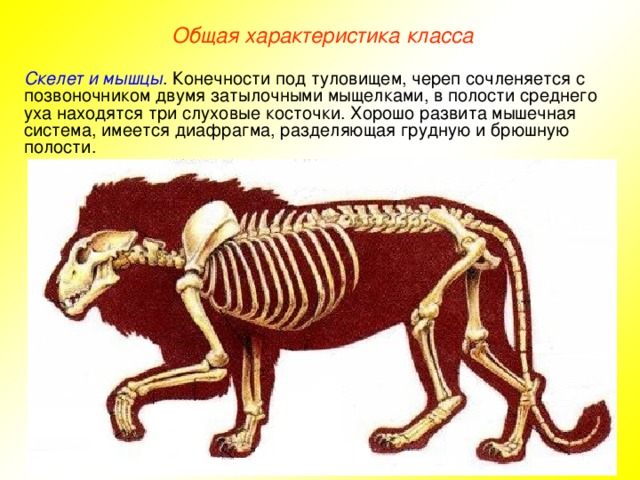 Общая характеристика класса Скелет и мышцы . Конечности под туловищем, череп сочленяется с позвоночником двумя затылочными мыщелками, в полости среднего уха находятся три слуховые косточки. Хорошо развита мышечная система, имеется диафрагма, разделяющая грудную и брюшную полости.
