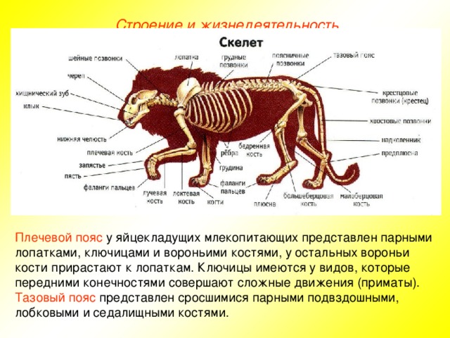 Строение и жизнедеятельность Плечевой пояс у яйцекладущих млекопитающих представлен парными лопатками, ключицами и вороньими костями, у остальных вороньи кости прирастают к лопаткам. Ключицы имеются у видов, которые передними конечностями совершают сложные движения (приматы). Тазовый пояс представлен сросшимися парными подвздошными, лобковыми и седалищными костями.