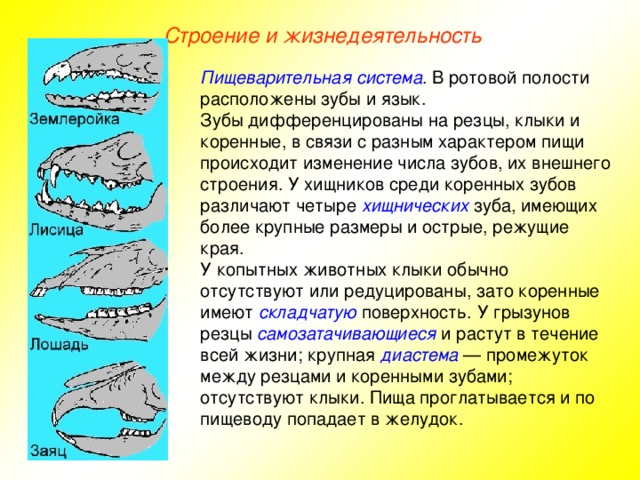 Строение и жизнедеятельность Пищеварительная система . В ротовой полости расположены зубы и язык. Зубы дифференцированы на резцы, клыки и коренные, в связи с разным характером пищи происходит изменение числа зубов, их внешнего строения. У хищников среди коренных зубов различают четыре хищнических зуба, имеющих более крупные размеры и острые, режущие края. У копытных животных клыки обычно отсутствуют или редуцированы, зато коренные имеют складчатую поверхность. У грызунов резцы самозатачивающиеся и растут в течение всей жизни; крупная диастема — промежуток между резцами и коренными зубами; отсутствуют клыки. Пища проглатывается и по пищеводу попадает в желудок.