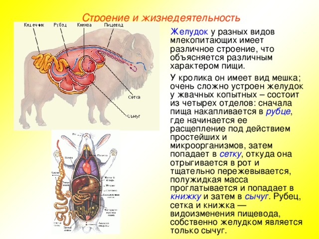 Строение и жизнедеятельность Желудок у разных видов млекопитающих имеет различное строение, что объясняется различным характером пищи. У кролика он имеет вид мешка; очень сложно устроен желудок у жвачных копытных – состоит из четырех отделов: сначала пища накапливается в рубце , где начинается ее расщепление под действием простейших и микроорганизмов, затем попадает в сетку , откуда она отрыгивается в рот и тщательно пережевывается, полужидкая масса проглатывается и попадает в книжку и затем в сычуг . Рубец, сетка и книжка — видоизменения пищевода, собственно желудком является только сычуг.