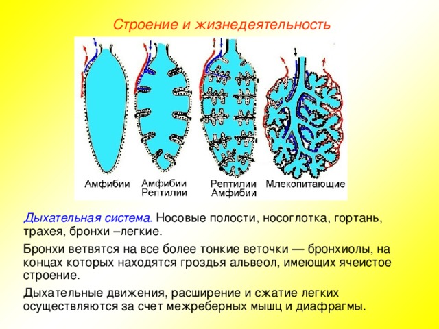 Строение и жизнедеятельность Дыхательная система . Носовые полости, носоглотка, гортань, трахея, бронхи –легкие. Бронхи ветвятся на все более тонкие веточки — бронхиолы, на концах которых находятся гроздья альвеол, имеющих ячеистое строение. Дыхательные движения, расширение и сжатие легких осуществляются за счет межреберных мышц и диафрагмы.