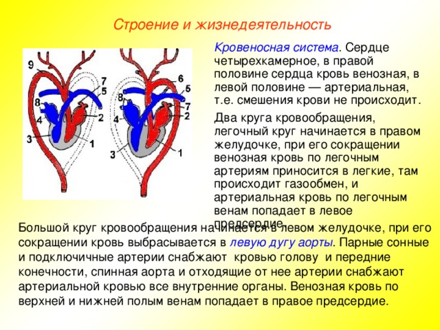 Строение и жизнедеятельность Кровеносная система . Сердце четырехкамерное, в правой половине сердца кровь венозная, в левой половине — артериальная, т.е. смешения крови не происходит. Два круга кровообращения, легочный круг начинается в правом желудочке, при его сокращении венозная кровь по легочным артериям приносится в легкие, там происходит газообмен, и артериальная кровь по легочным венам попадает в левое предсердие. Большой круг кровообращения начинается в левом желудочке, при его сокращении кровь выбрасывается в левую дугу аорты . Парные сонные и подключичные артерии снабжают кровью голову и передние конечности, спинная аорта и отходящие от нее артерии снабжают артериальной кровью все внутренние органы. Венозная кровь по верхней и нижней полым венам попадает в правое предсердие.